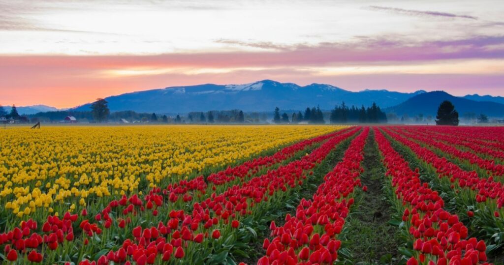 Skagit Valley tulip farm