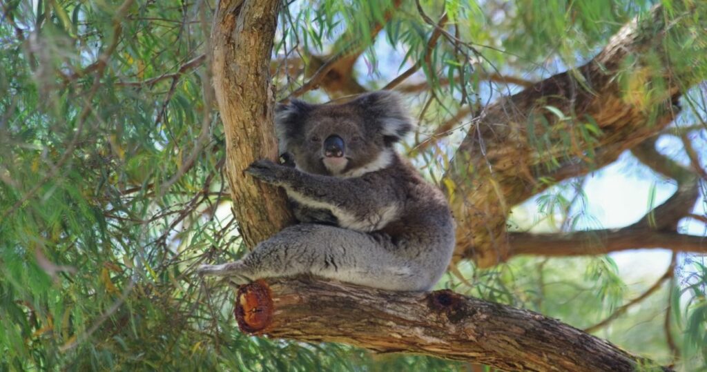 A koala bear in the trees in Adelaide Hills in South Australia