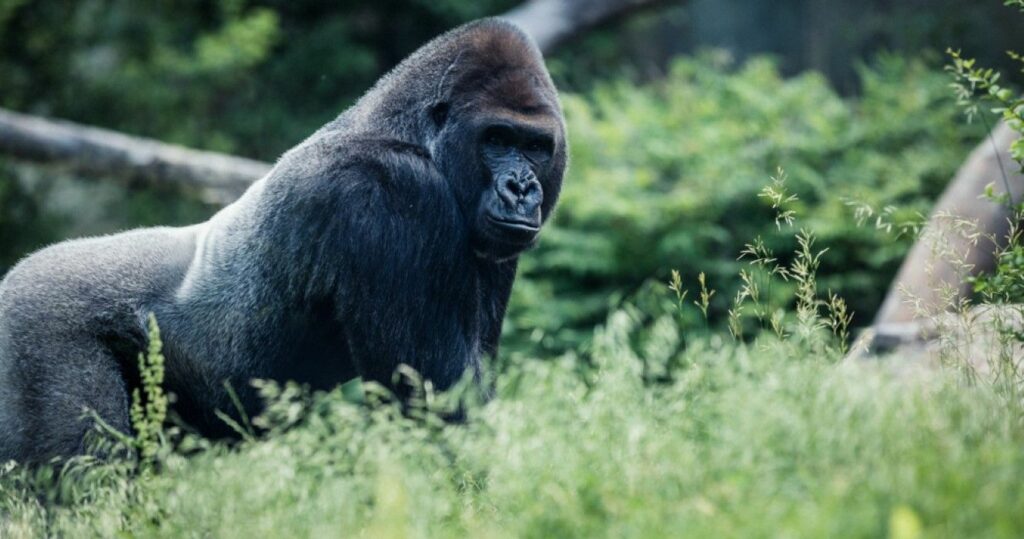 Silverback Gorilla at Omaha's Henry Doorly Zoo & Aquarium, Nebraska