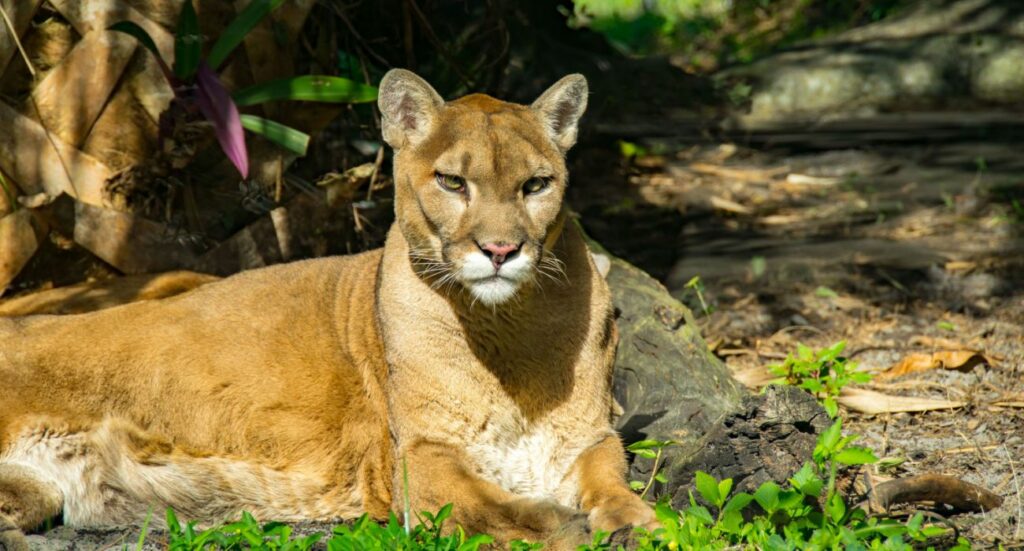 Florida Panther laying in the grass