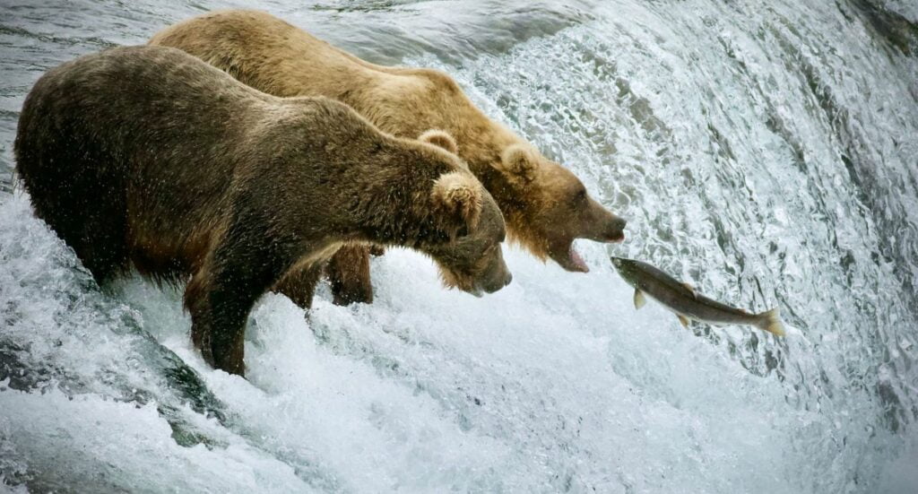 Bears at Katmai Brooks Falls Alaska