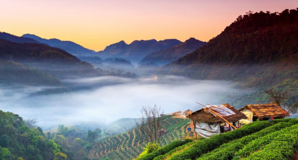 Tea plantation at Doi Ang Khang, Chiang Mai, Thailand