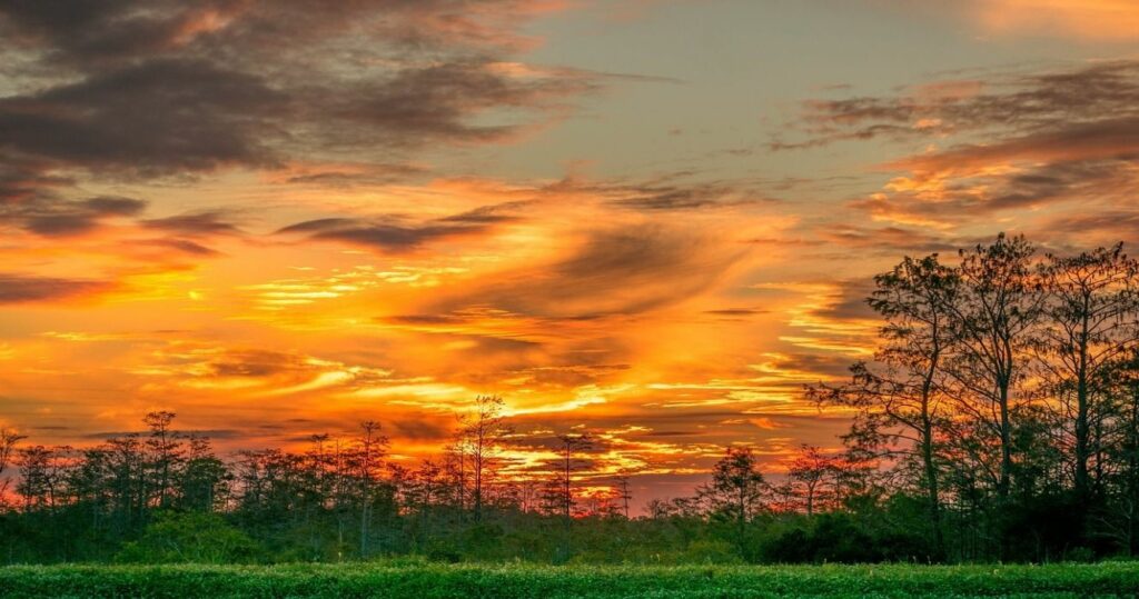 Swamps, wetlands, and big cypress trees at sunset in the Everglades National Park in Florida