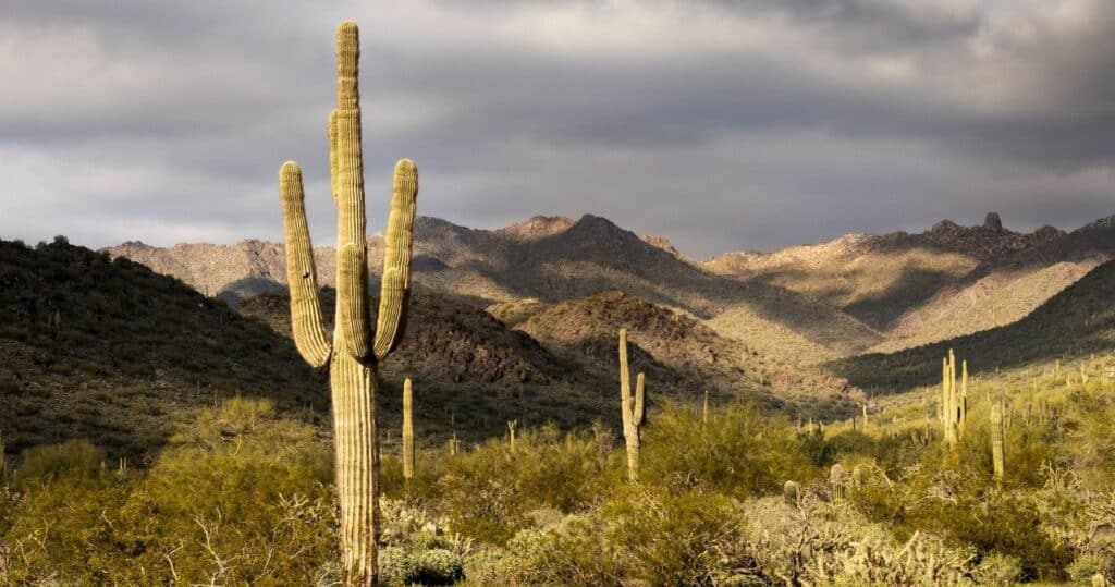 McDowell Sonoran Preserve in Scottsdale, Arizona