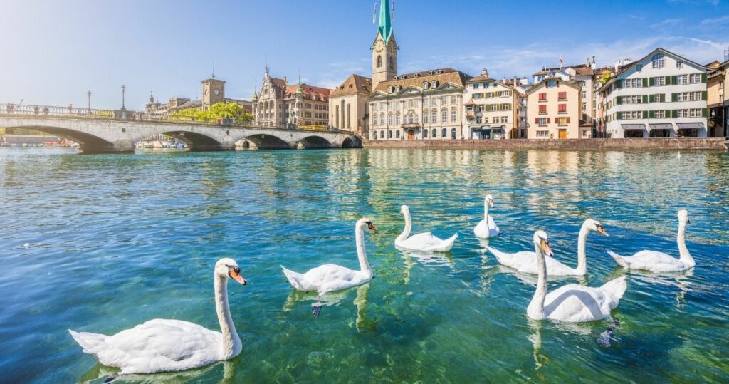 swans swimming in a canal in the city of zurich, switzerland