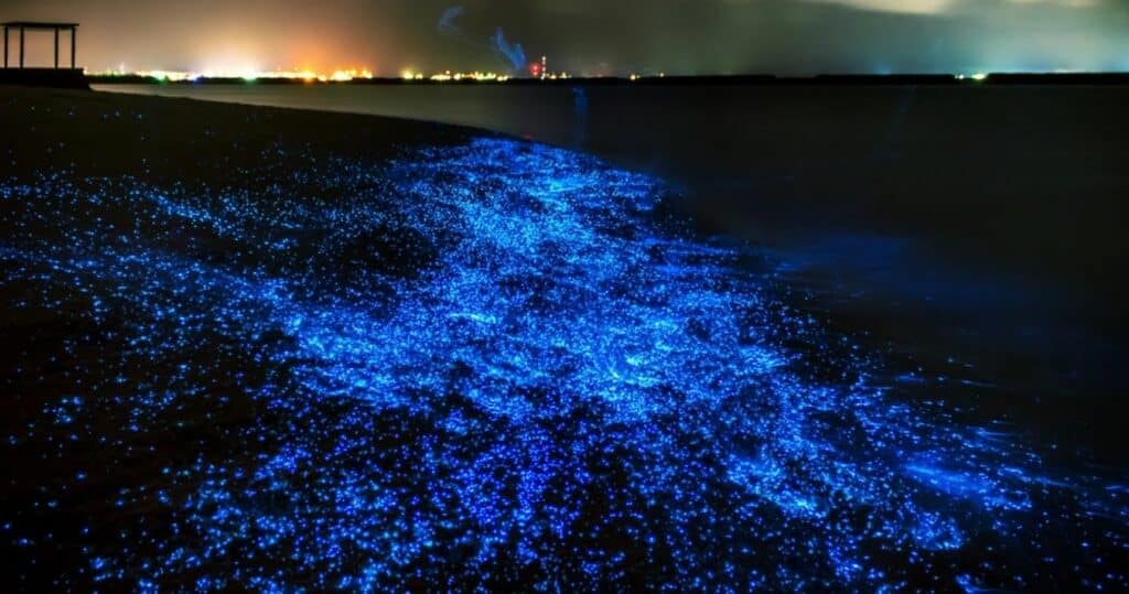 Glowing Beach of Maldives