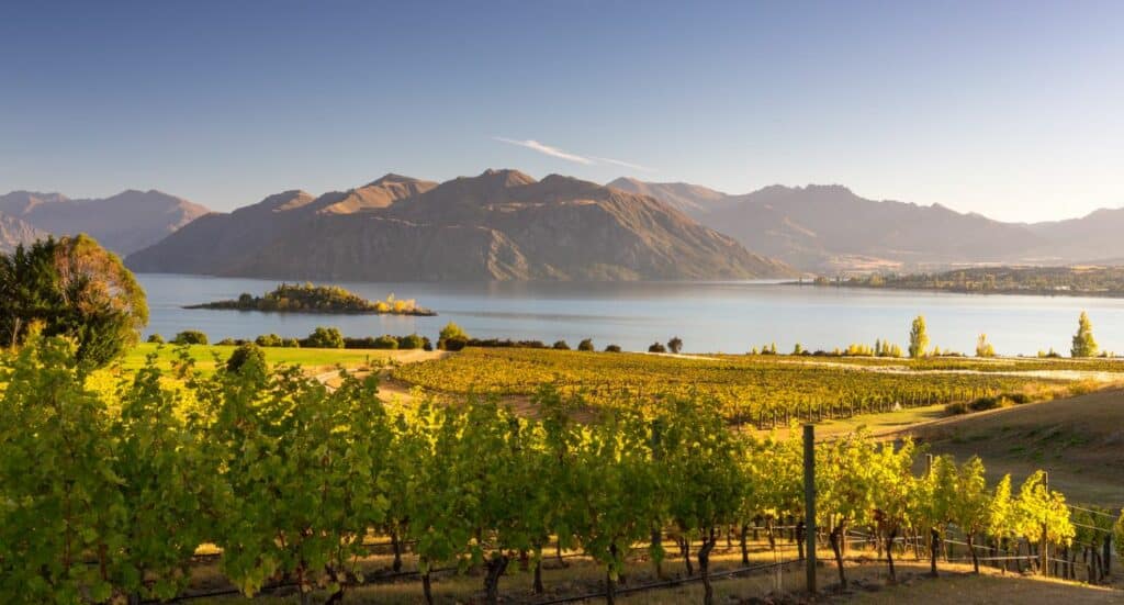 Morning on vineyard at Lake Wanaka