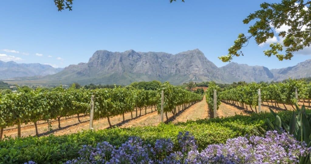 Grape wineland countryside, Cape Town, South Africa