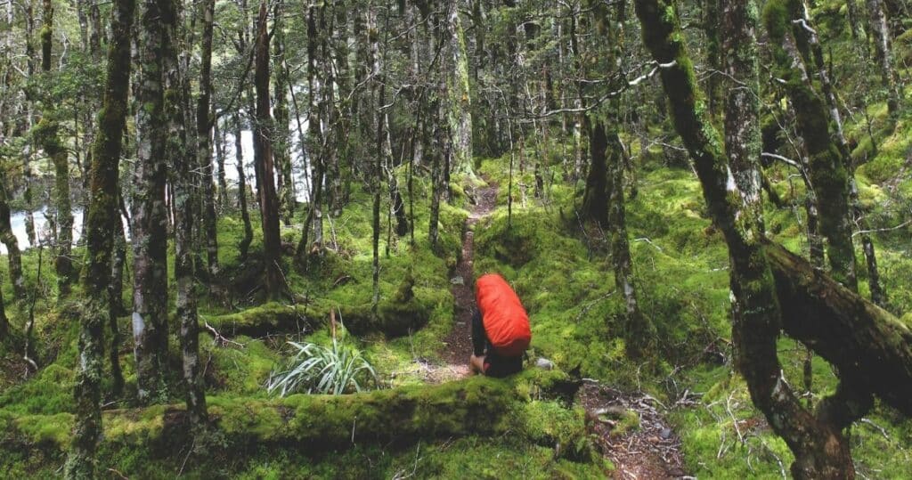 A backpacker hiking on the trails in the forests of Nelson National Park, New Zealand