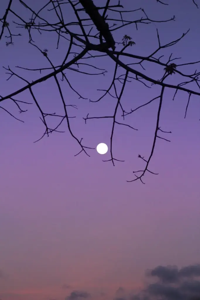 A tranquil night scene featuring a full moon and tree branches against a purple sky.