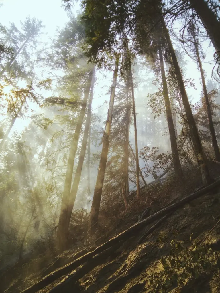 Enchanting forest scene with sun rays filtering through tall trees in BC, Canada.