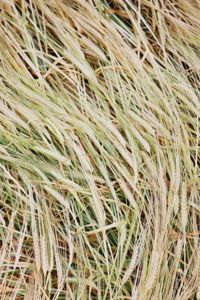 A detailed close-up view of dry, golden wheat stalks ready for harvest.