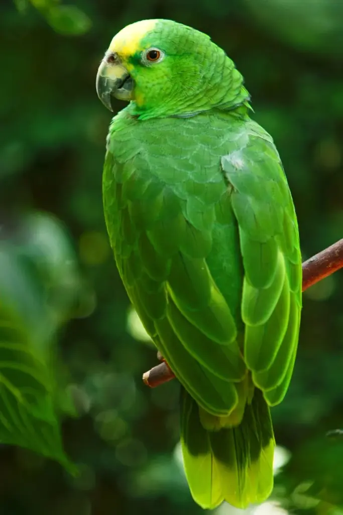 A vivid yellow-crowned amazon parrot perched on a branch, showcasing its green feathers.