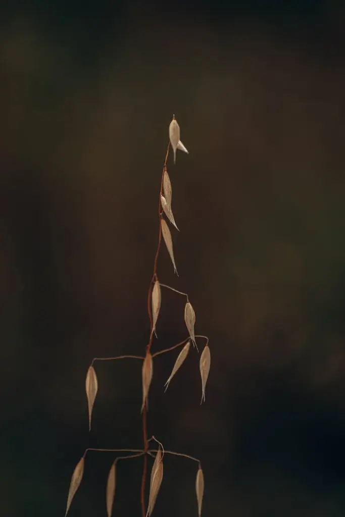 A striking close-up of dried wild grass with a blurred natural background, perfect for nature and botanical themes.