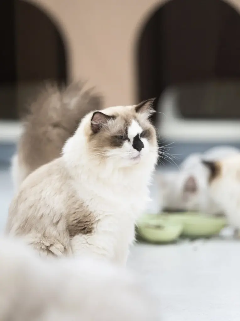 A fluffy Ragdoll cat rests outdoors, displaying a serene expression.