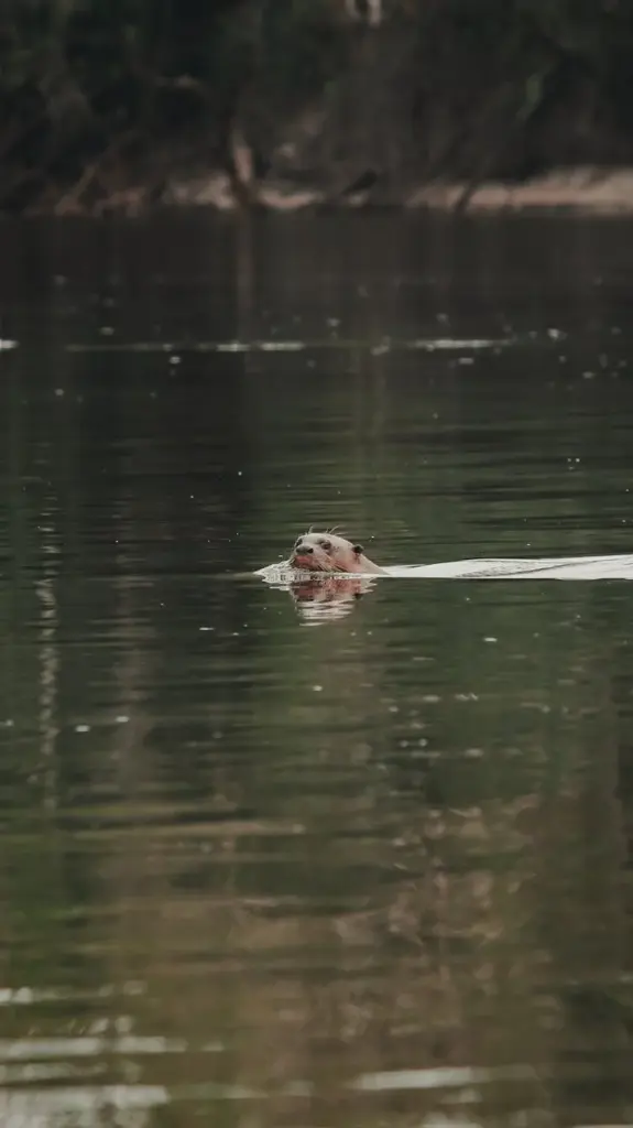 A giant otter gracefully swimming in the serene waters of the Amazon River.