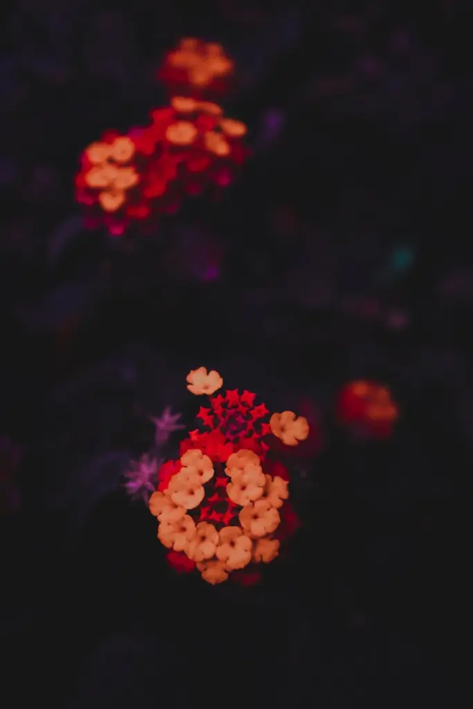 Close-up of vibrant red and yellow flowers against a dark background, highlighting natural beauty.