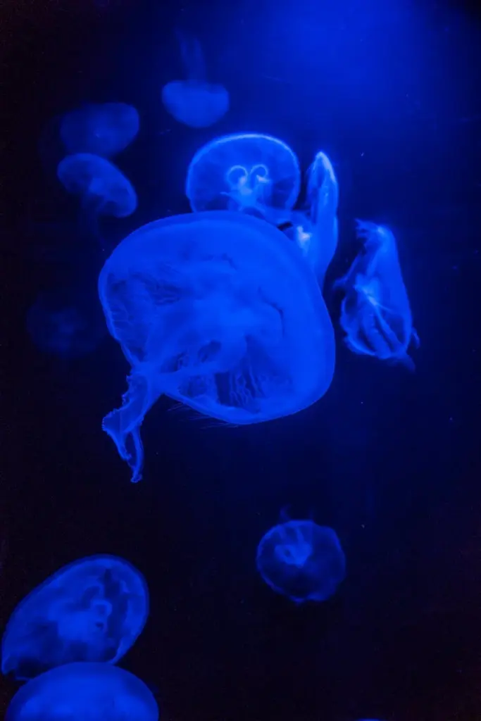 Captivating image of glowing blue jellyfish swimming gracefully underwater in Miami.