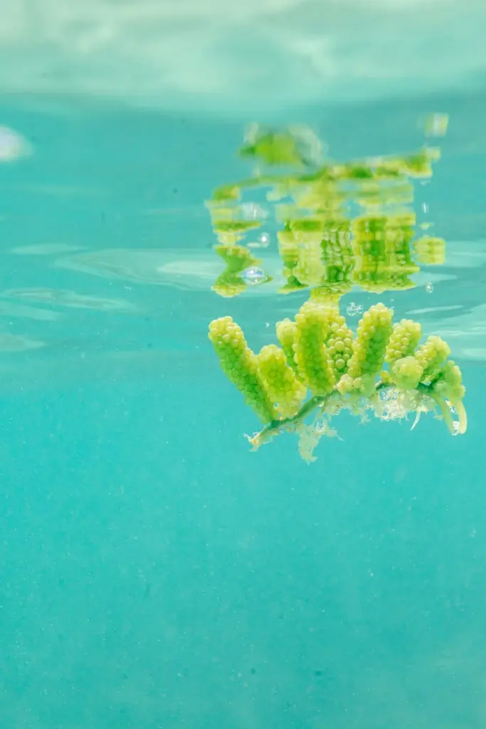 Calm underwater scene with seaweed floating in Maragogi, Brazil's crystal-clear waters.