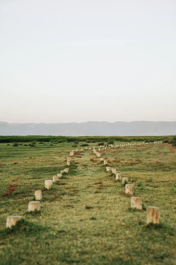 A tranquil landscape with a path through lush grasslands and distant hills at dawn.