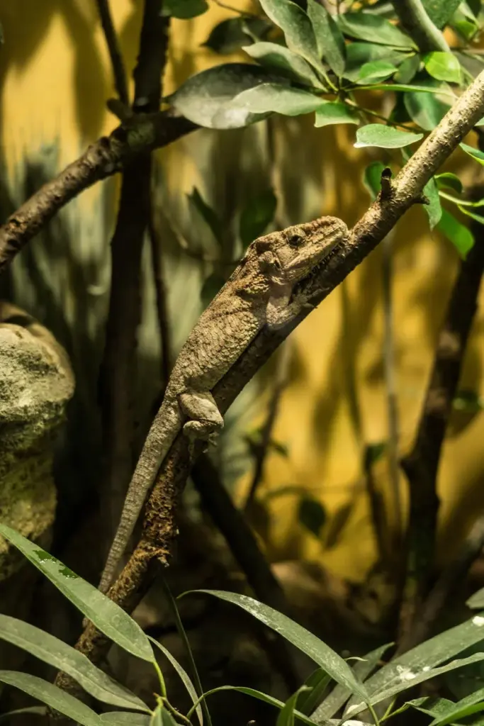 A chameleon blends into its environment on a tree branch, showcasing its camouflage skills.