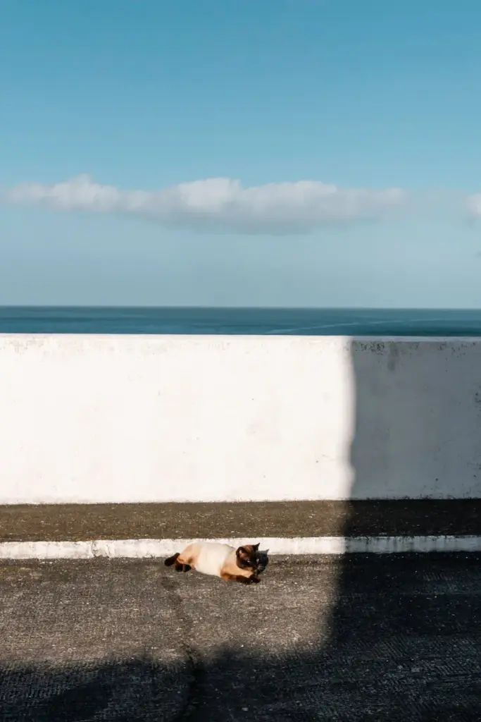 A Siamese cat sunbathes on a wall in Ponta Delgada, Azores, with ocean in the background.