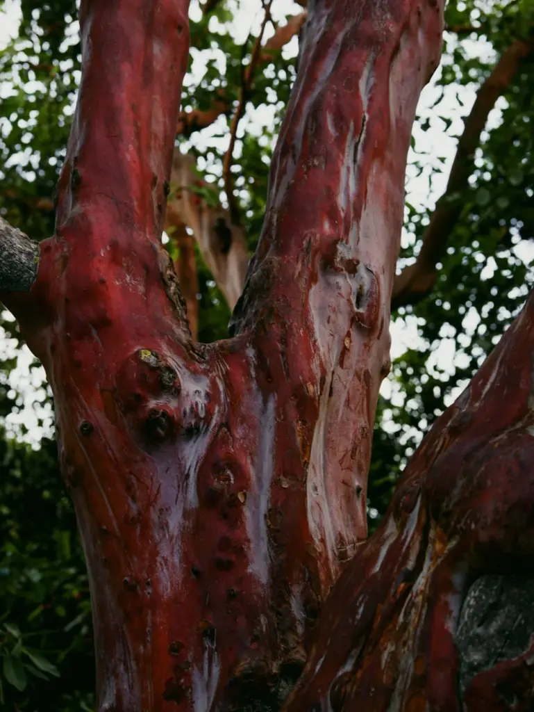 Detail of a tree trunk showcasing smooth, reddish bark in an Israeli forest.