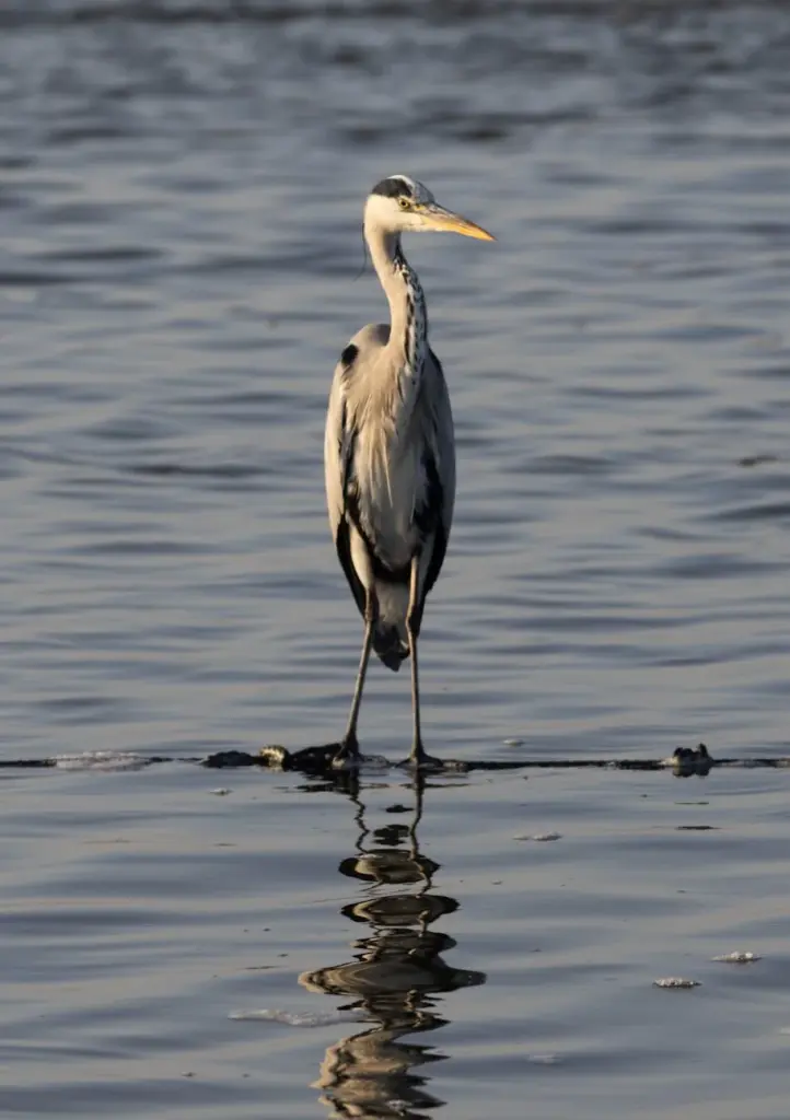 Grey heron standing gracefully in the serene waters of Ma'ayan Tzvi, Israel.