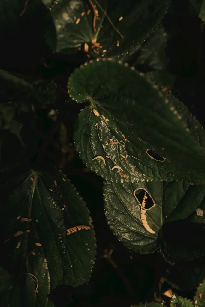 Macro shot of richly textured dark green leaves, showcasing intricate natural patterns and shadows in a garden setting.