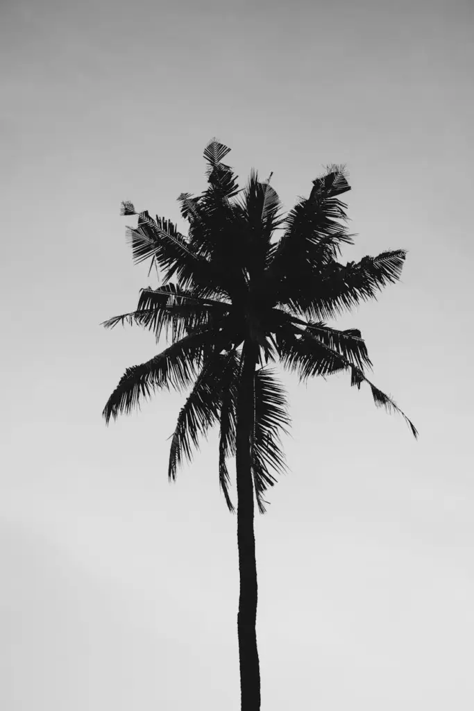 Monochrome silhouette of a tall palm tree against the sky.