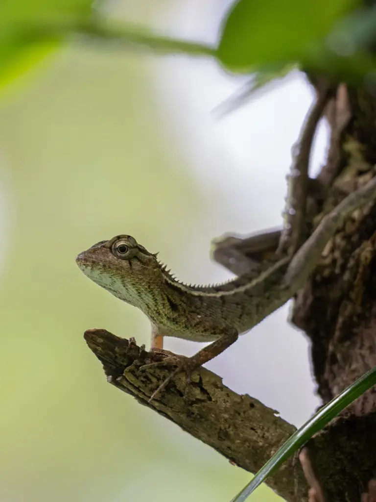 Close-up of an Oriental Garden Lizard on a branch in Matara, Sri Lanka, showcasing natural wildlife.