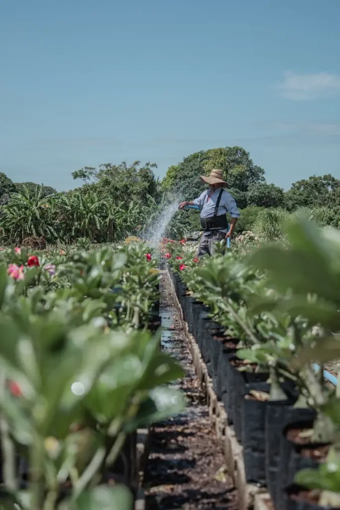 A gardener in a blue shirt waters plants in a lush countryside setting on a sunny day.