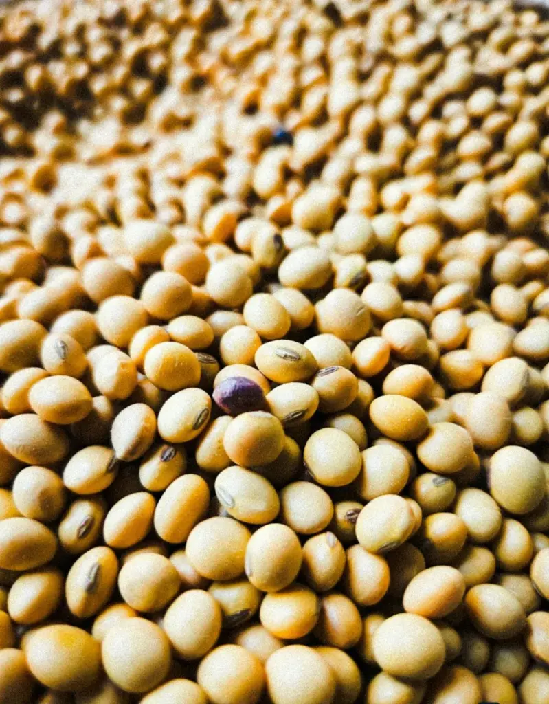 Detailed view of soybeans showcasing texture and abundance in a harvest setting.