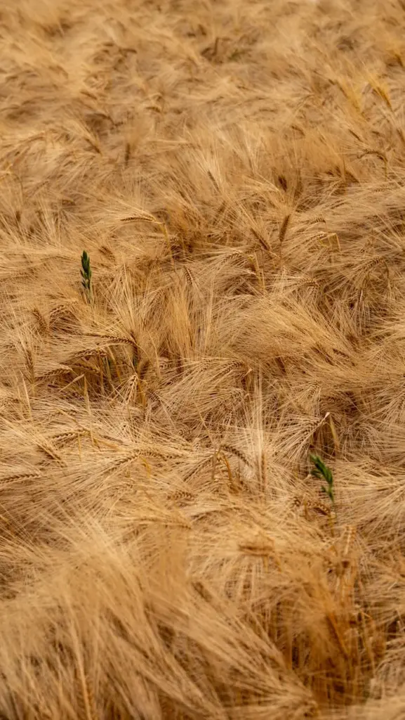 Capture of a golden wheat field gently swaying in the late summer breeze, evoking a serene rural atmosphere.