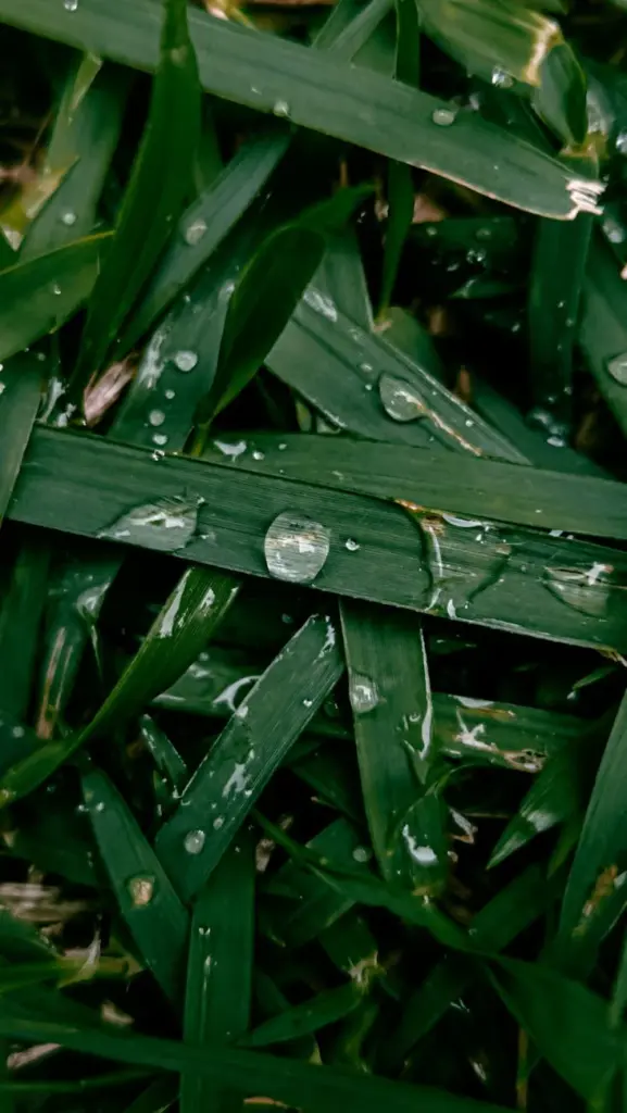 Macro shot of fresh dew drops settling on vibrant green grass blades, capturing the essence of nature's morning beauty.