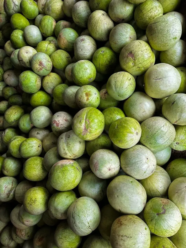 A large pile of fresh green watermelons stacked together in a market setting, showcasing natural abundance.