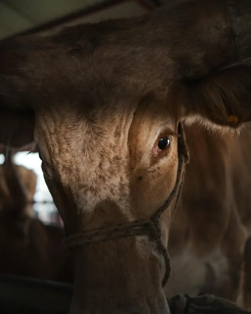 Detailed close-up of a bull's eye in a stable located in Cascavel, Brazil.