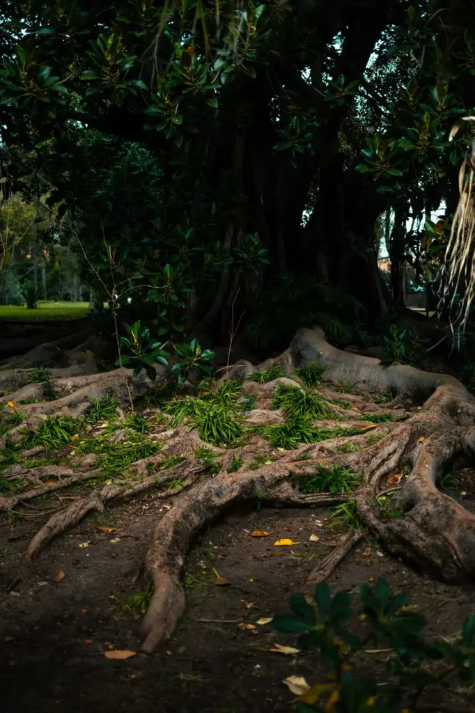 Explore majestic tree roots sprawling in a lush park in Lisbon, Portugal.