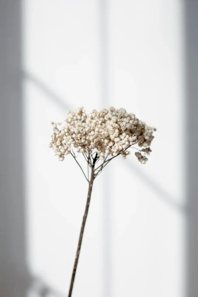 Delicate Gypsophila flower in close-up with subtle shadows on a white wall.