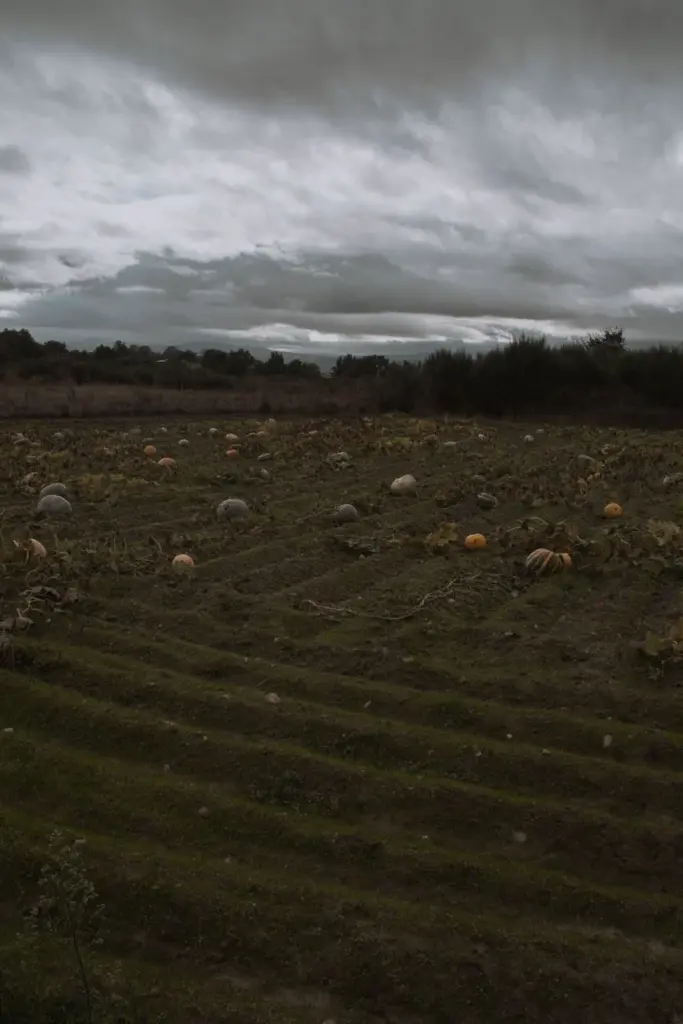 A dark, moody landscape of a pumpkin field under cloudy skies in Medeiros, Spain.