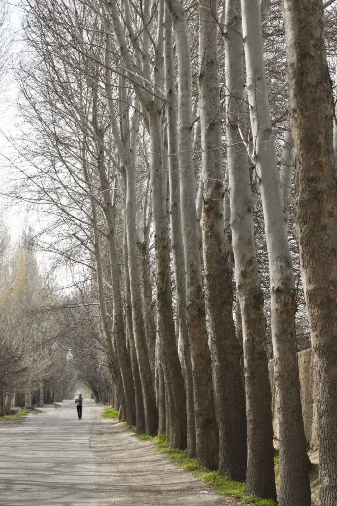 A person walks alone down a tree-lined path during late winter.