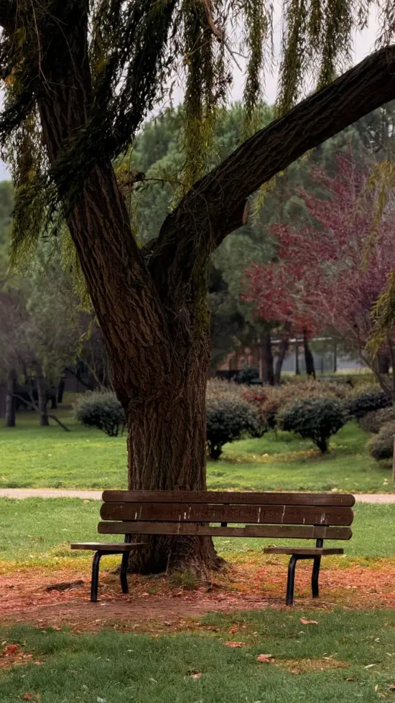 Serene park bench under a weeping willow tree in a lush green park.